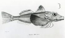 Galapagos Gurnard, plate 6 from 'The Zoology of the Voyage of H.M.S Beagle by English School