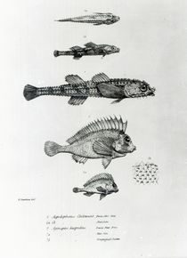 Aspidophorus Chiloensis and Agriopus Hispidus von English School