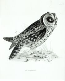 Owl, plate 3 from 'The Zoology of the Voyage of H.M.S Beagle by English School