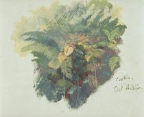 A Study of Ferns, Citivella von Edward Lear