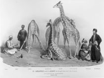 The Giraffes with the Arabs who brought them over to this country von George the Elder Scharf