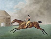 Baronet, 1794 by George Stubbs