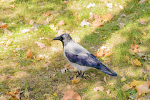 Hooded Crow in Autumn by maxal-tamor