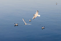 Seagull over the Water by maxal-tamor