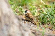 Sparrow on the Ground by maxal-tamor