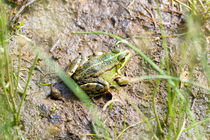 Green Frog by maxal-tamor