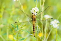 Yellow Dragonfly by maxal-tamor