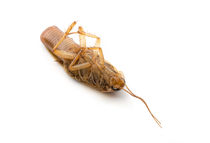 Dead Cockroach With Eggs von maxal-tamor