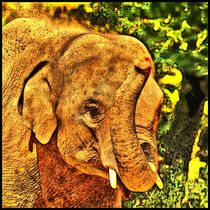 Digital Painting Elefant von kattobello