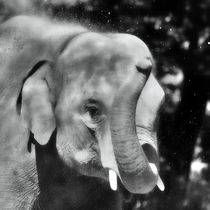 Elefant in schwarz und weiß 1 by kattobello