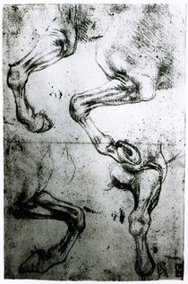 Studies of Horses legs von Leonardo Da Vinci