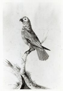 A Parrot, 1786 von Sarah Stone
