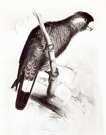 Calyptorhynchus Baudinii, or Baudin's Cockatoo by Edward Lear