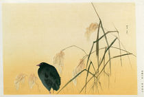 Blackbird, Edo Period von Japanese School
