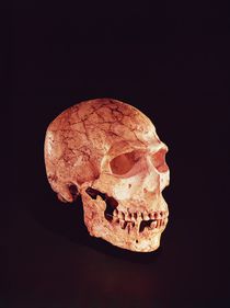 Neanderthal Skull, discovered on Mt Carmel by Prehistoric
