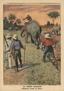 In French Congo, elephant trained to ploughing by French School