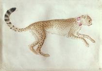 Bounding cheetah with a red collar by Antonio Pisanello