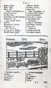 Plant Husbandry from 'Orbis sensualism pictus' by Johann Amos Comenius by English School