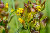 Die gelben Blüten des Kleinen-Klappertopf by Ronald Nickel