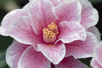Weiss Rosa Kamelie - Camellia japonica L. 'Yours Truly' by Dieter  Meyer