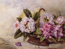 Rhododendrons by English School