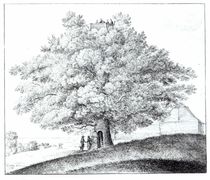 Hollow Tree at Hampstead, 1663 von Wenceslaus Hollar