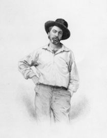 Walt Whitman, frontispiece to 'Leaves of Grass' by American School