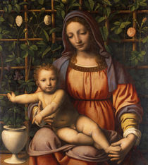 Virgin of the Rose Bush von Bernardino Luini