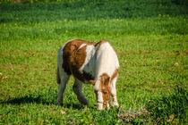 Pony and a grass field von vasa-photography