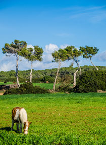 Pony in the green by vasa-photography