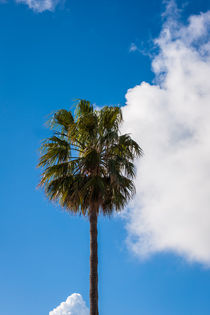 Palm and a sky by vasa-photography