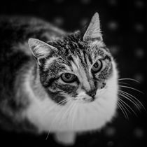 Curious Cat von vasa-photography