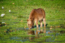 Pony stops for a drink by vasa-photography