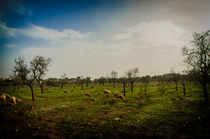 Almond trees and sheeps by vasa-photography