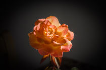 Rosy rose von vasa-photography