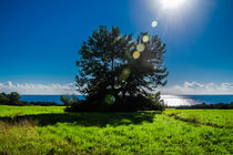 Tree and the sun von vasa-photography