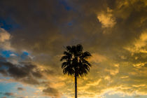 Palm under sunset sky von vasa-photography