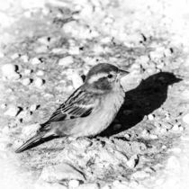 Sparrow - der Spatz by vasa-photography