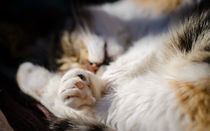 Sun bathing cat von vasa-photography
