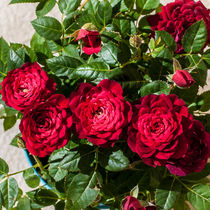 Red mini rose von vasa-photography