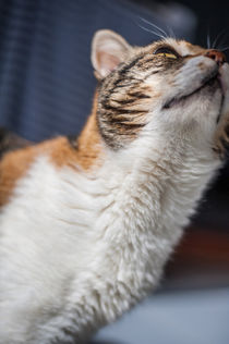 Wondering cat von vasa-photography