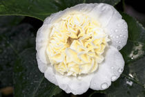 Gelbweisse Kamelie - Camellia japonica L. 'Jury's Yellow' Theaceae von Dieter  Meyer