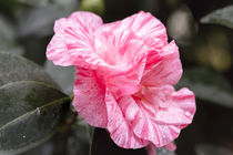 Rosa Kamelie - Camellia japonica L. 'Kick Off' T'heaceae von Dieter  Meyer