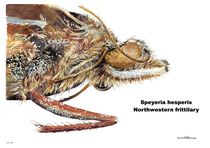 Speyeria hesperis - Northwestern Fritillery Butterfly by Geoff Amos