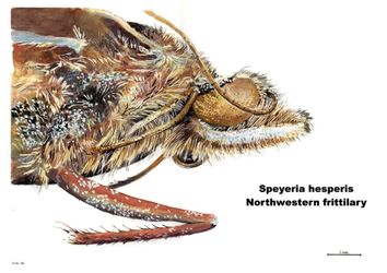 Speyeria-hesperis-northwestern-fritillary-2-2014-36