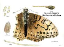 Speyeria hesperis - the northwestern fritillery butterfly von Geoff Amos