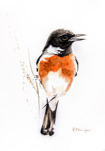 African Stonechat male by Andre Olwage