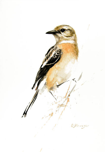 African-stonechat-female