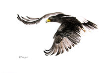 Black Eagle by Andre Olwage