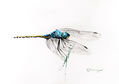 Blue-dragonfly